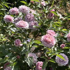 Sherwood Rose Plant|木村舍伍德