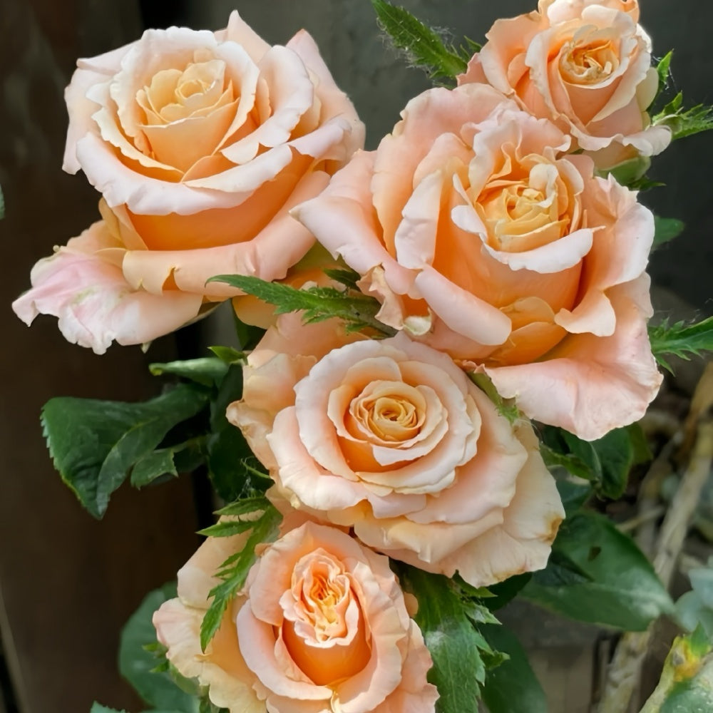Chimo Rose Shimmer Rose Plant | 微光 – Rose_Explosion