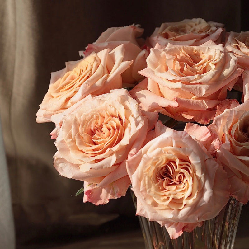 shimmering rose succulent Shimmer Rose Plant