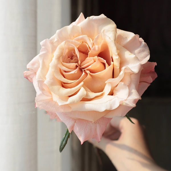Shimmer Rose Plant | 微光 – Rose_Explosion