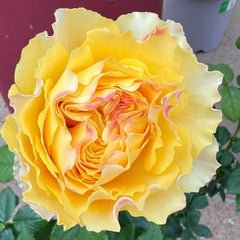 Shining Smile Rose