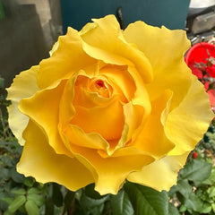 Shining Smile Rose