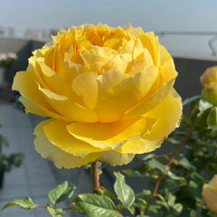 Shining Smile Rose
