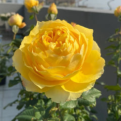 Shining Smile Rose