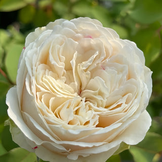 Shiratama Rose Plant|白玉