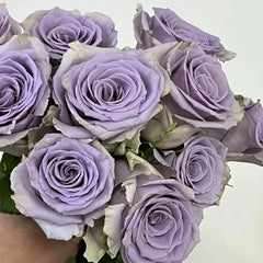 Shocking Blue Rose Plant