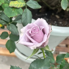 Shocking Blue Rose Plant