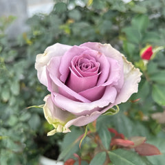 Shocking Blue Rose Plant