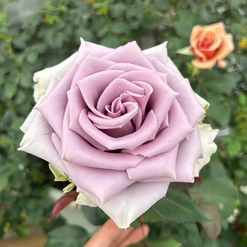 Shocking Blue Rose Plant