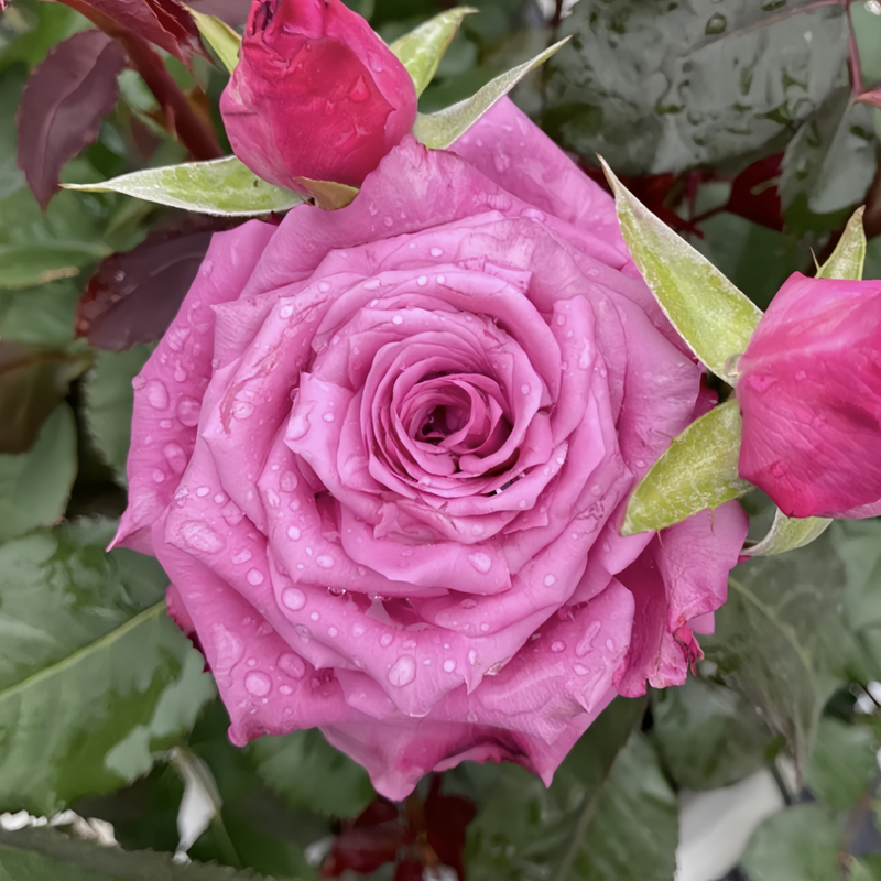 Shogun Rose Plant|幕府军将