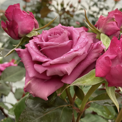 Shogun Rose Plant|幕府军将