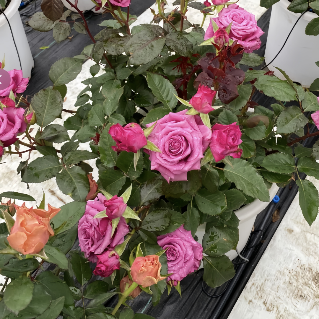 Shojun Roses Shogun Rose Plant|幕府军将 – Rose_Explosion