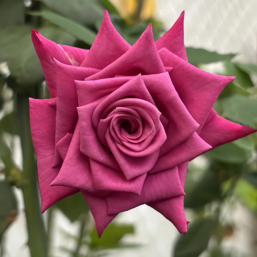 Shojun Roses Shogun Rose Plant|幕府军将 – Rose_Explosion
