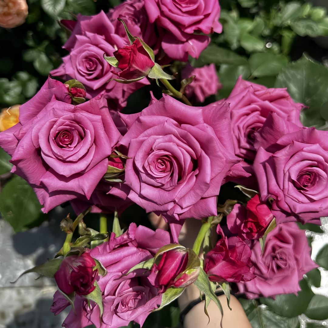 Shojun Roses Shogun Rose Plant|幕府军将 – Rose_Explosion