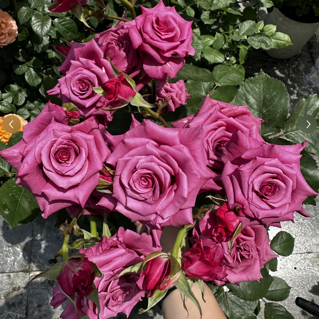 Shojun Roses Shogun Rose Plant|幕府军将 – Rose_Explosion