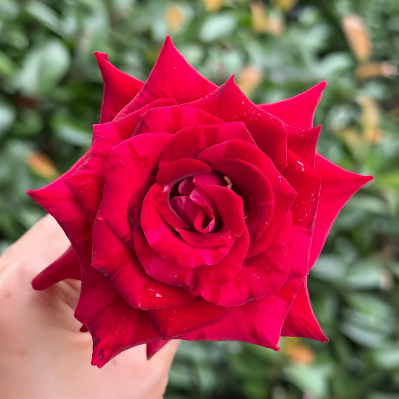 Si Shi Jin Rose