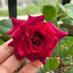 Si Shi Jin Rose