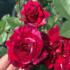 Si Shi Jin Rose