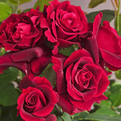 Si Shi Jin Rose