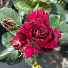 Si Shi Jin Rose