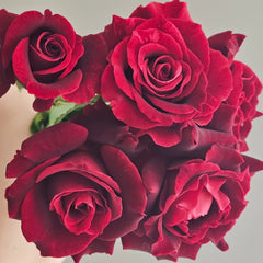 Si Shi Jin Rose