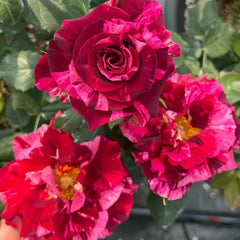 Si Shi Jin Rose