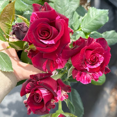 Si Shi Jin Rose