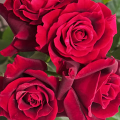 Si Shi Jin Rose