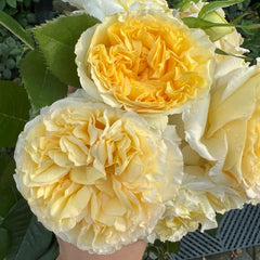 Sicilienne Rose Plant