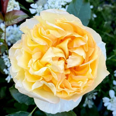 Sicilienne Rose Plant