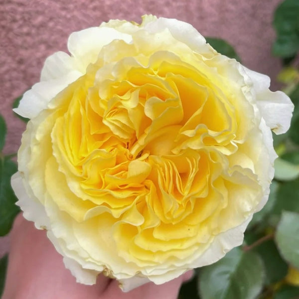 Sicilienne Rose Plant｜西西里舞曲 – Rose_Explosion