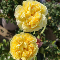 Sicilienne Rose Plant