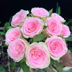 Silk Road Rain Rose