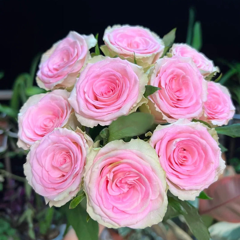 Silk Road Rain Rose