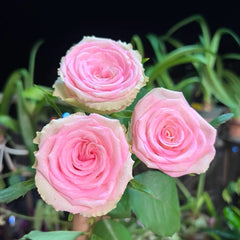 Silk Road Rain Rose