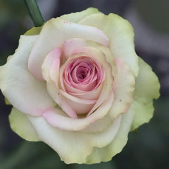 Silk Road Rain Rose