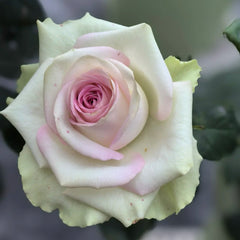 Silk Road Rain Rose
