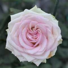 Silk Road Rain Rose