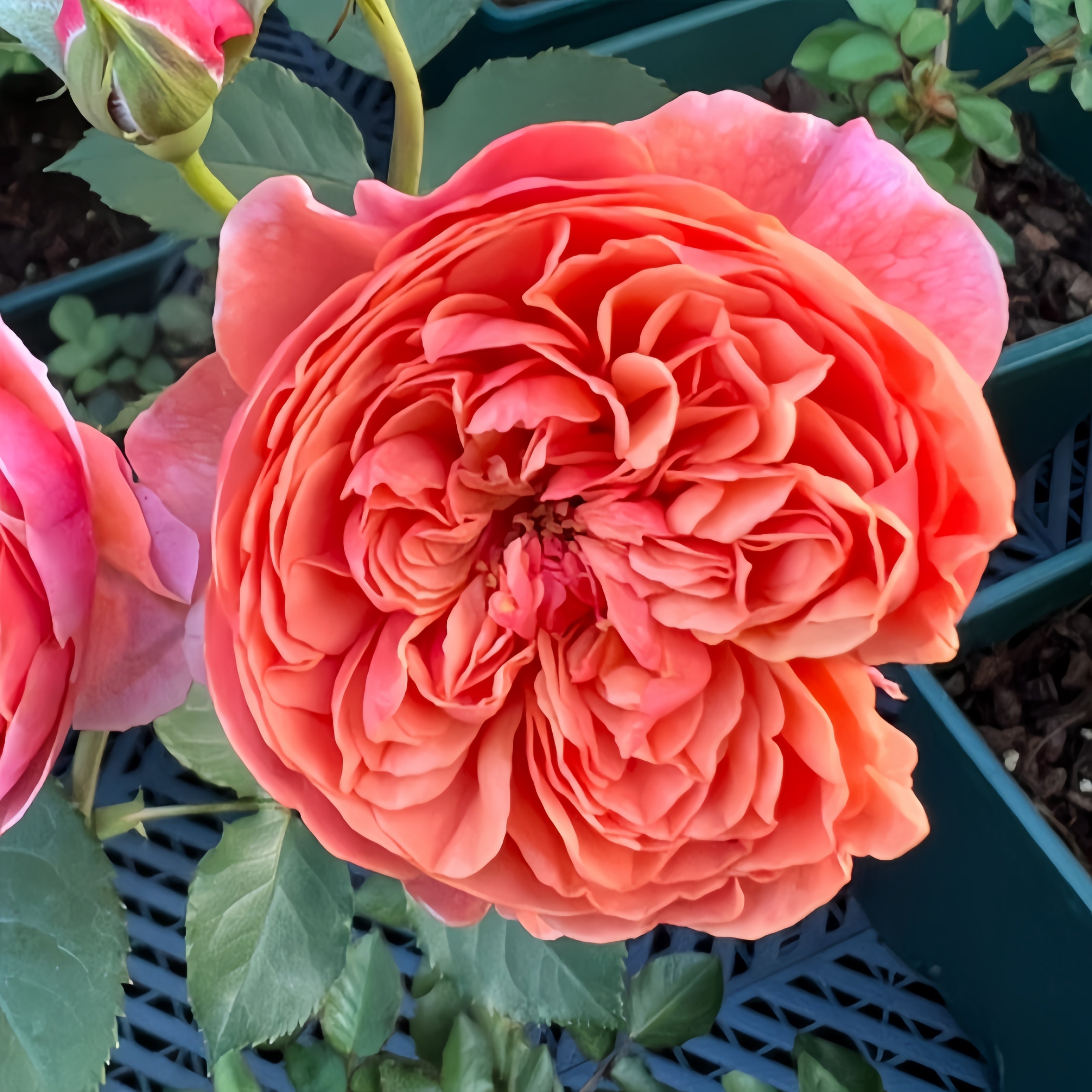 Blue Rim Rd Rose Silk Road Rose Plant|丝绸之路 – Rose_Explosion