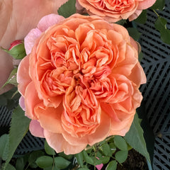 Silk Road Rose 