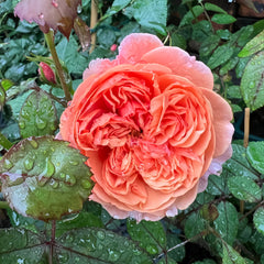 Silk Road Rose 