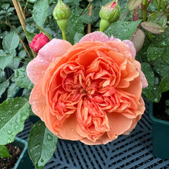 Silk Road Rose 