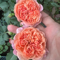 Silk Road Rose 