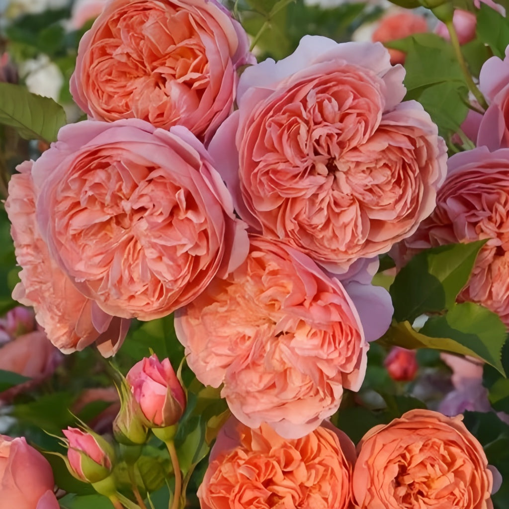 Blue Rim Rd Rose Silk Road Rose Plant|丝绸之路 – Rose_Explosion