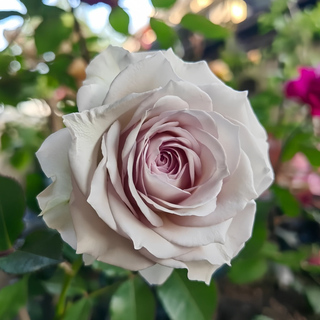 Silver Rain Silver Rain Rose Plant|银雨 – Rose_Explosion