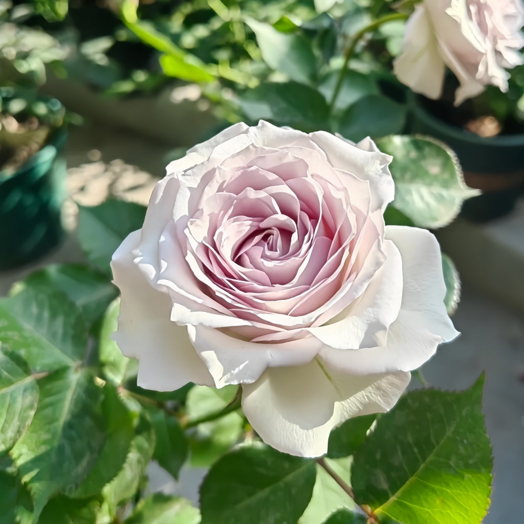 Silver Rain Silver Rain Rose Plant|银雨 – Rose_Explosion
