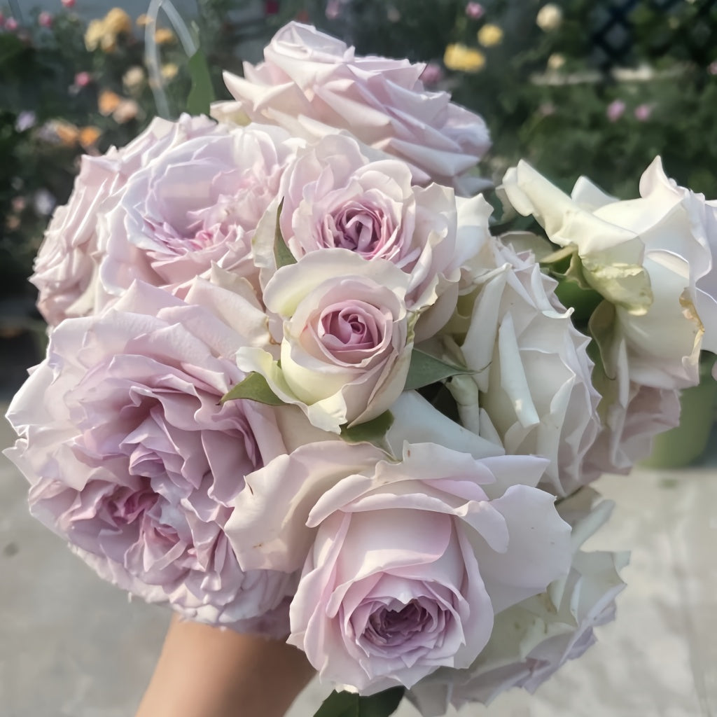 Silver Rain Silver Rain Rose Plant|银雨 – Rose_Explosion