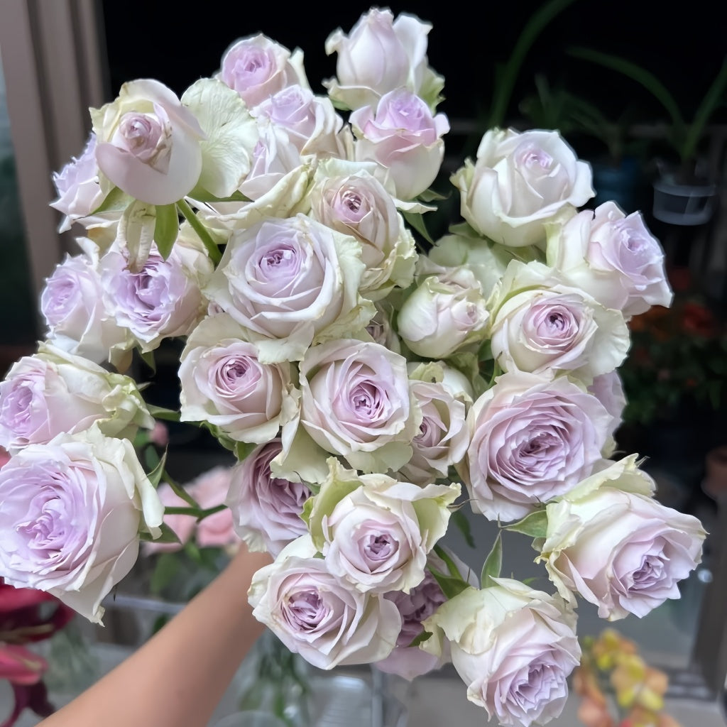 Silver Rain Silver Rain Rose Plant|银雨 – Rose_Explosion