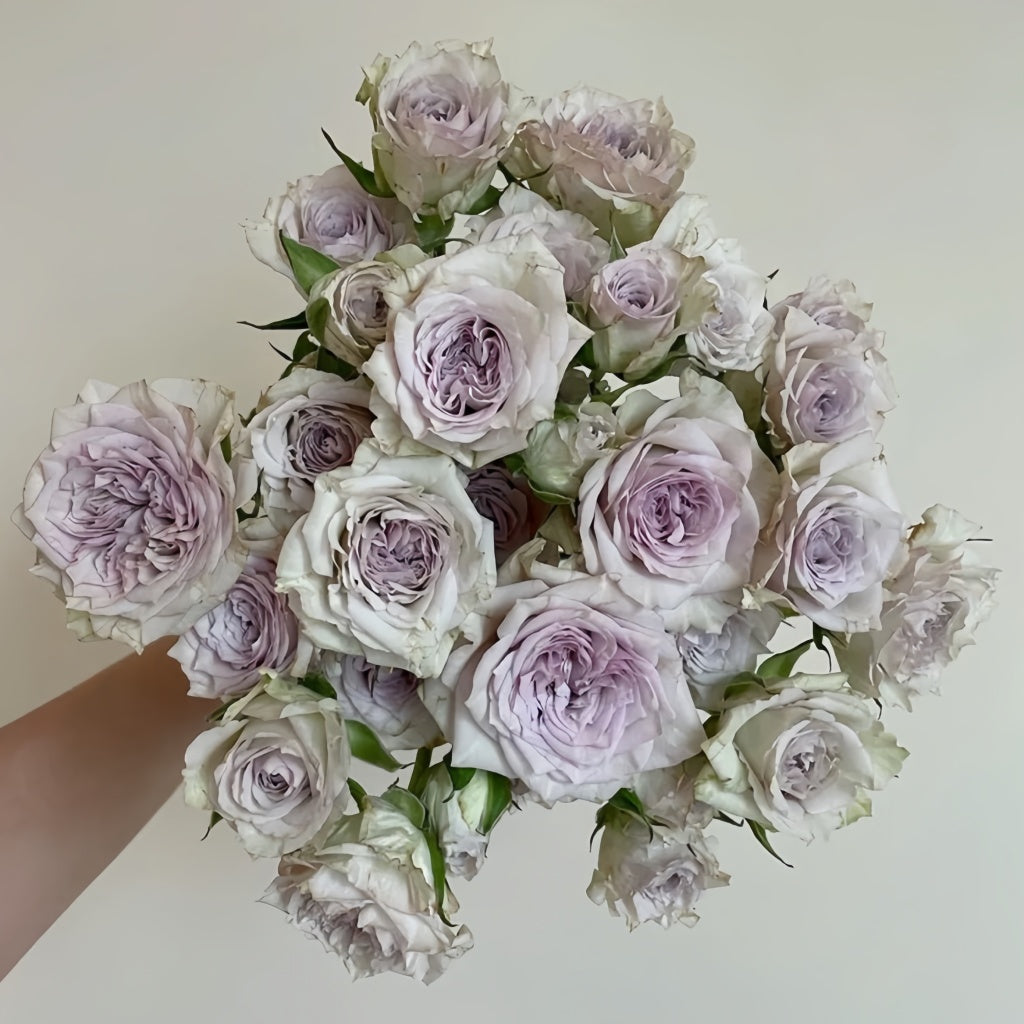 Silver Rain Silver Rain Rose Plant|银雨 – Rose_Explosion