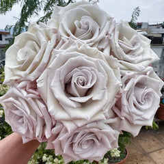 Silver Sand Rose
